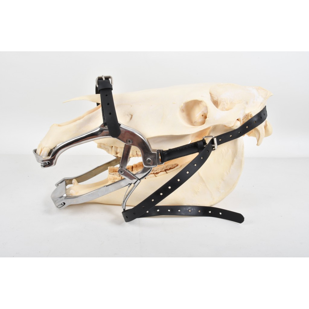 Speculum for equine dentistry and veterinarian.