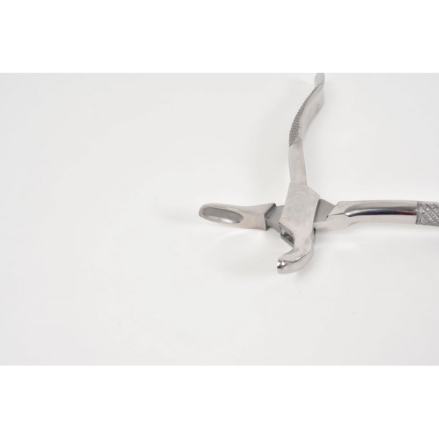 Incisor and wolf tooth