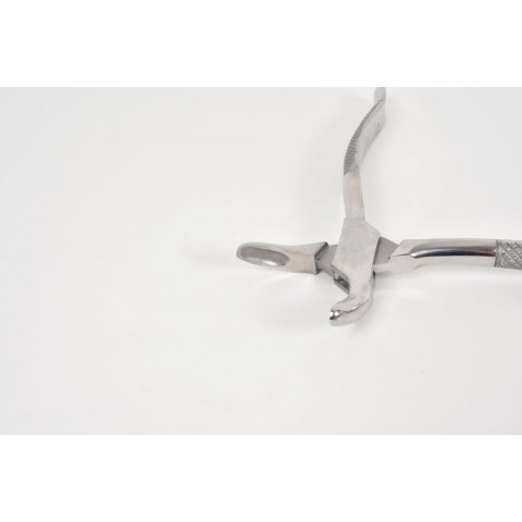 Incisor and wolf tooth