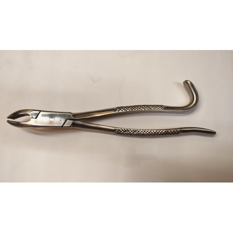 copy of Incisor and wolf tooth