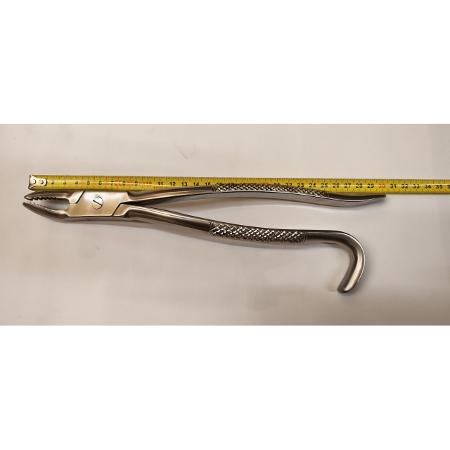 copy of Incisor and wolf tooth