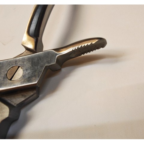 copy of Incisor and wolf tooth