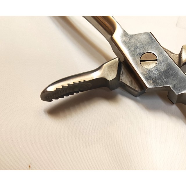 copy of Incisor and wolf tooth