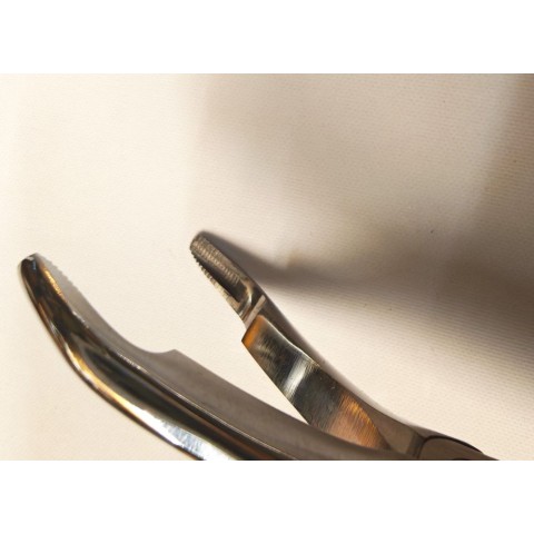 Long wolf teeth forceps