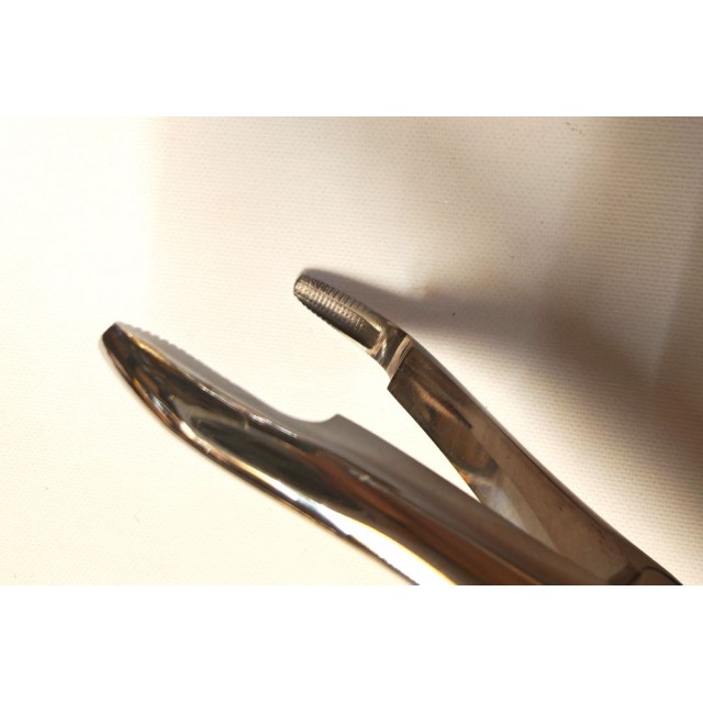 Long wolf teeth forceps