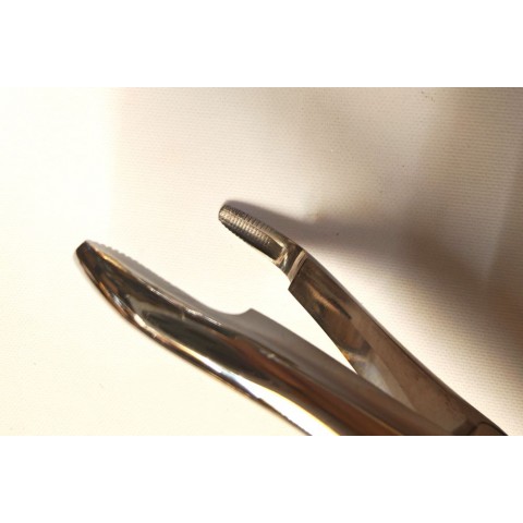 Long wolf teeth forceps