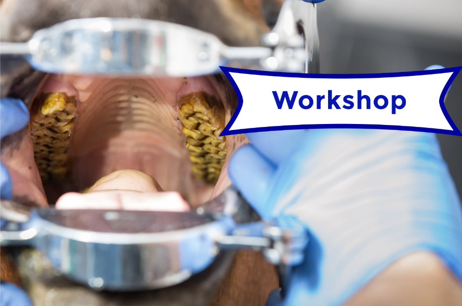 Workshop dentistry course