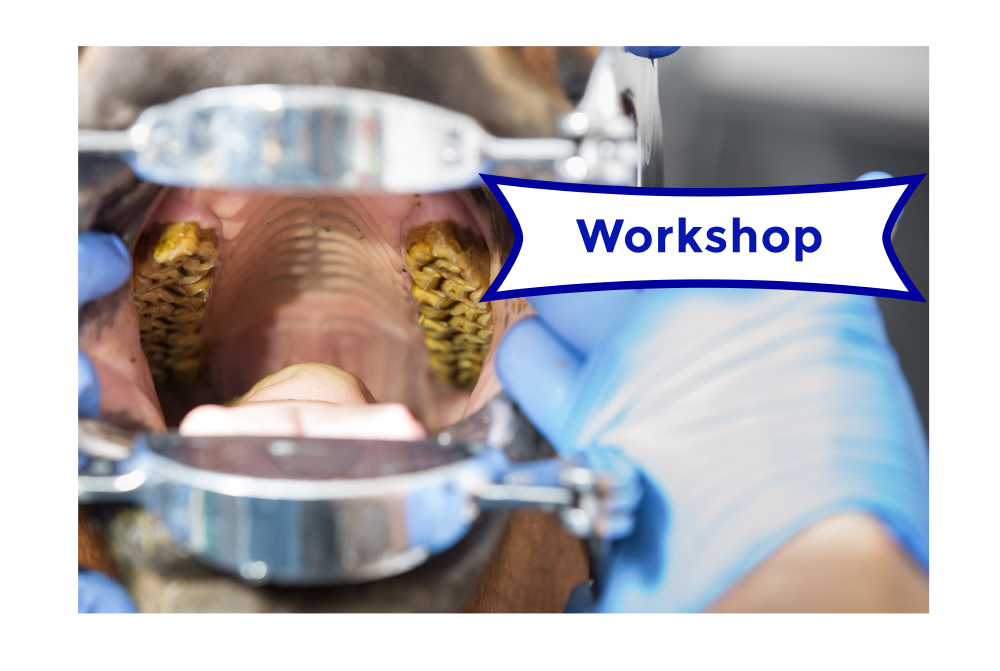 X-Ray workshop Equus Dental Harmony