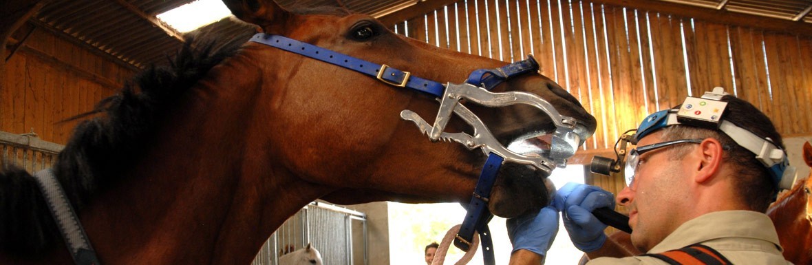 Equine dental equipment